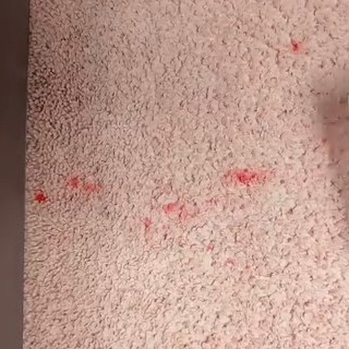 Atramentové škvrny na ružovom koberci pred tepovaním